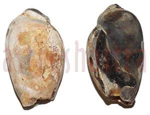 Heera Shankh 099 43m